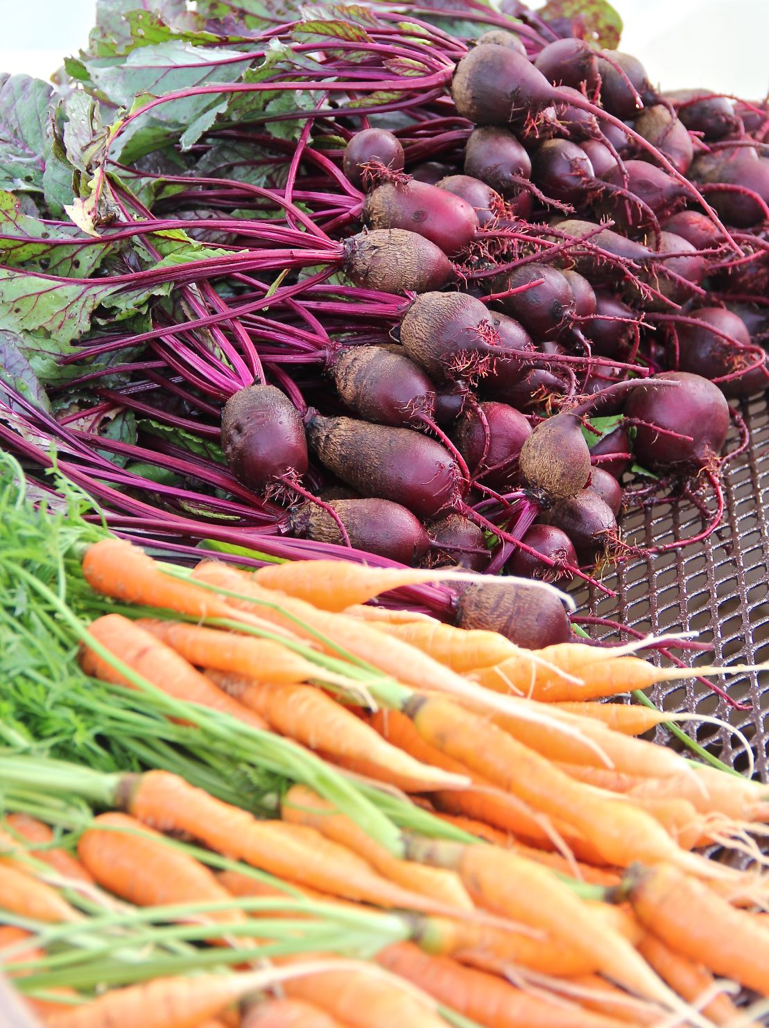 New Roots for Refugees Fall Harvest
